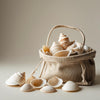Natural Sea Shells